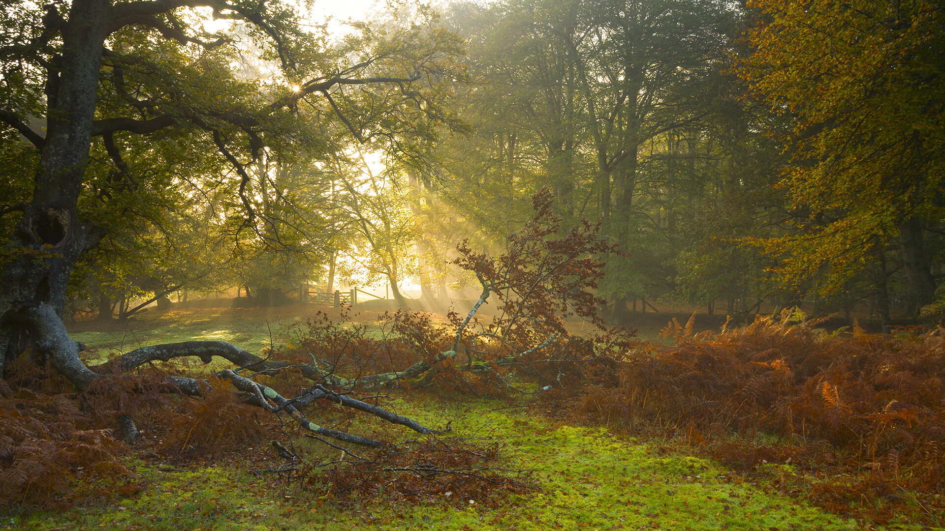 德国马术队在2024年欧洲三项赛锦标赛中获得团体银牌，展现强大实力。